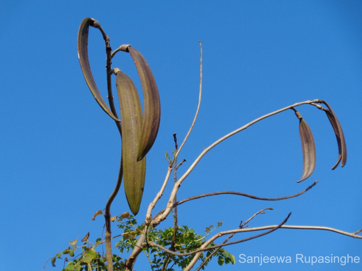 Oroxylum indicum (L.) Kurz